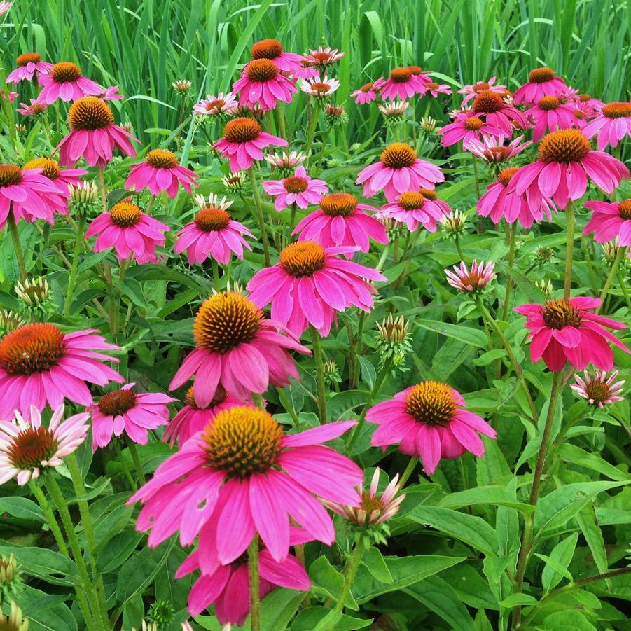 Echinacea 'Pow Wow Wild Berry' - Coneflower from Babikow Wholesale Nursery