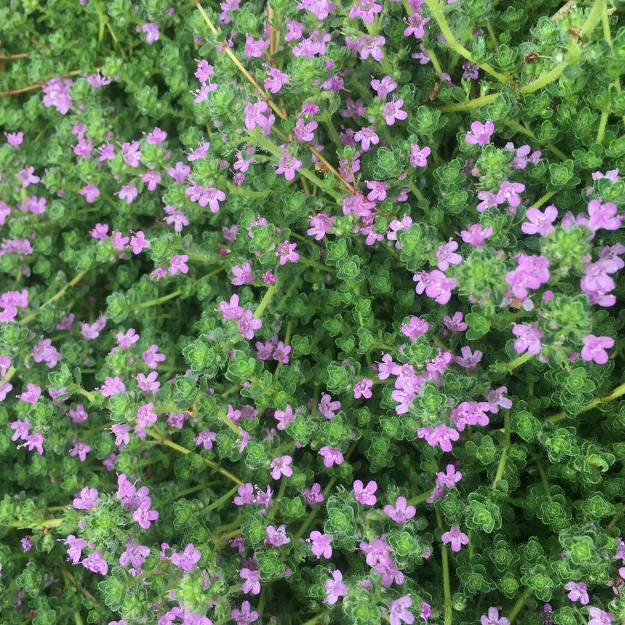 Thymus pra. 'Pink Chintz' - Creeping Thyme from Babikow Wholesale Nursery