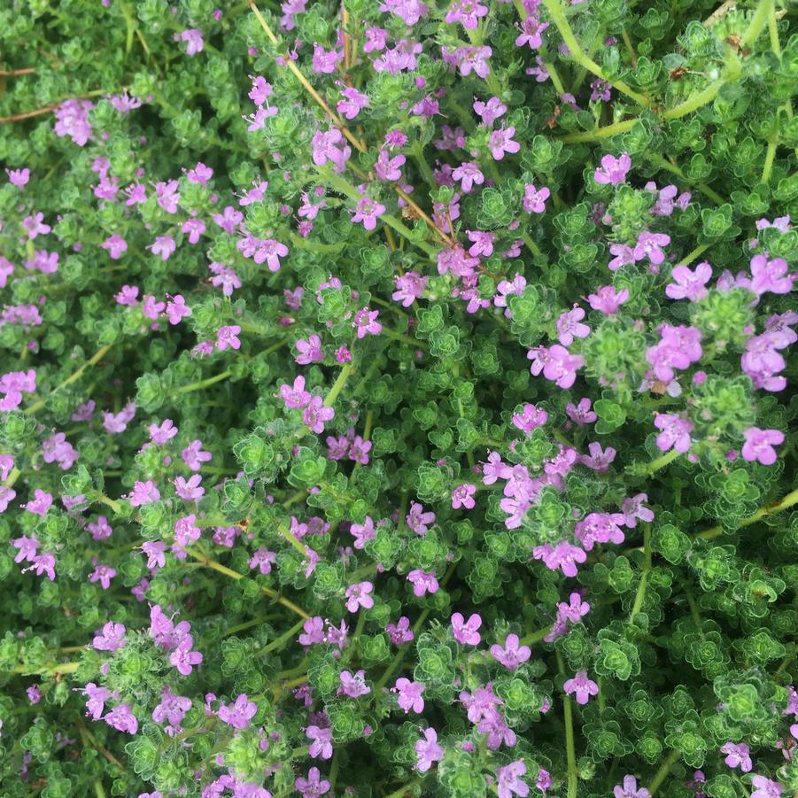 Thymus pra. 'Pink Chintz' - Creeping Thyme from Babikow