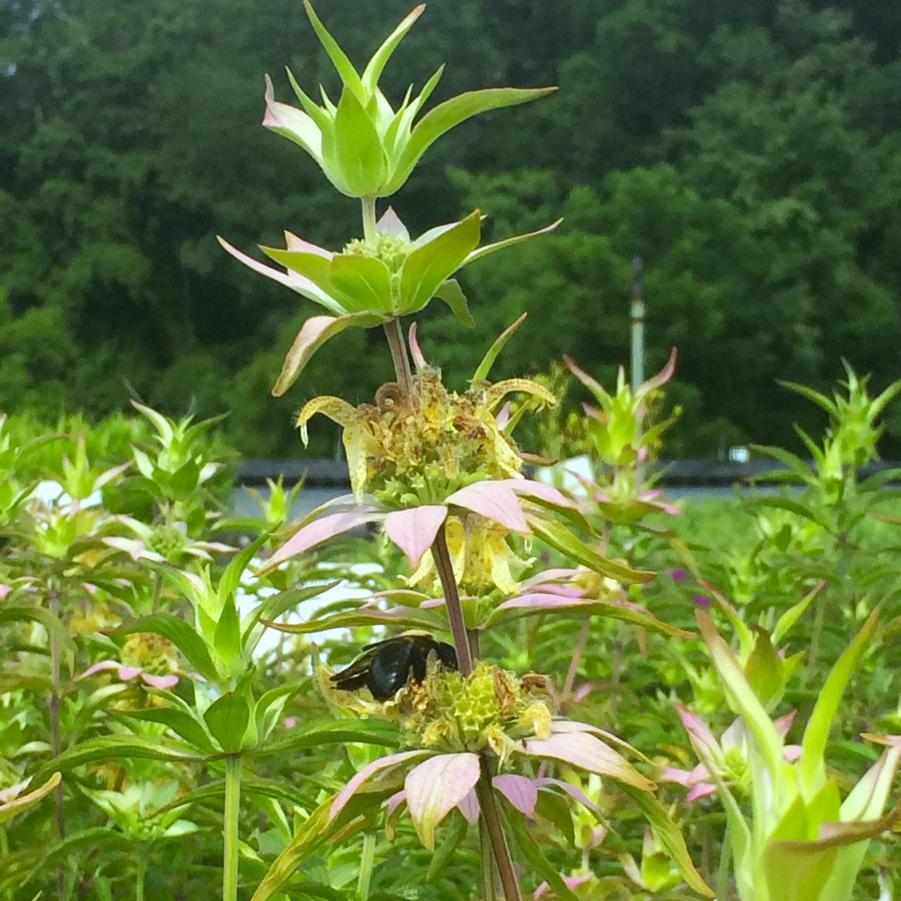 Monarda punctata - Spotted Bee Balm from Babikow Wholesale Nursery