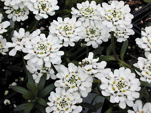 Iberis sem. 'Purity' - Hardy Candytuft from Babikow Wholesale Nursery