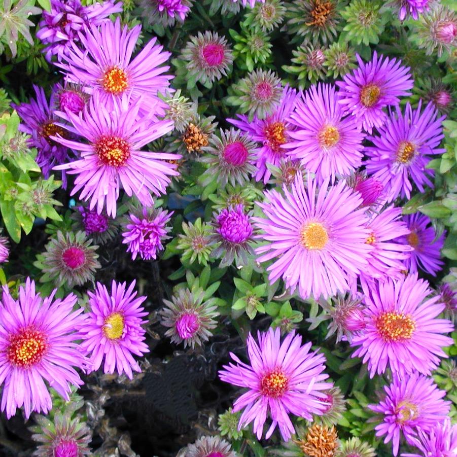 Aster nov.ang. 'Purple Dome' - New England Aster from Babikow Wholesale Nursery