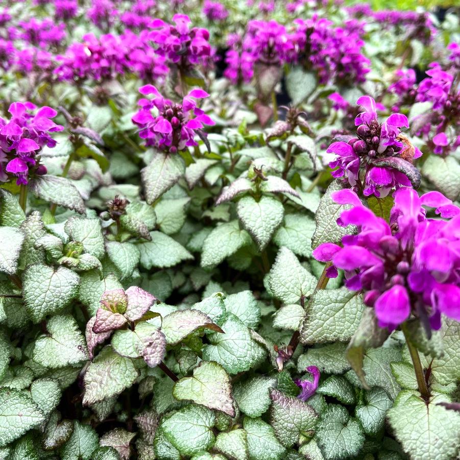 Lamium mac. 'Purple Dragon' - Spotted Deadnettle from Babikow Wholesale Nursery