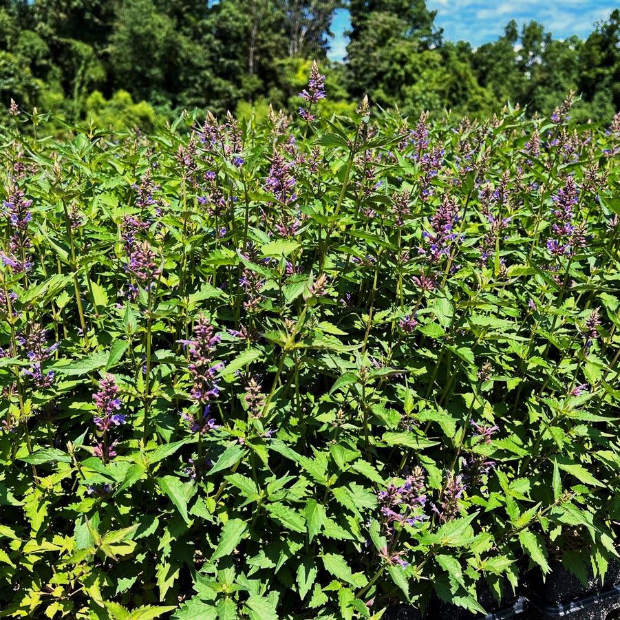 Agastache 'Purple Haze' - Hyssop from Babikow Wholesale Nursery