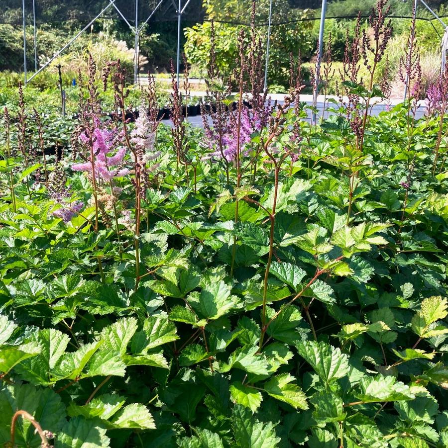 Astilbe chi. 'Purple Candles' - False Spirea from Babikow Wholesale Nursery