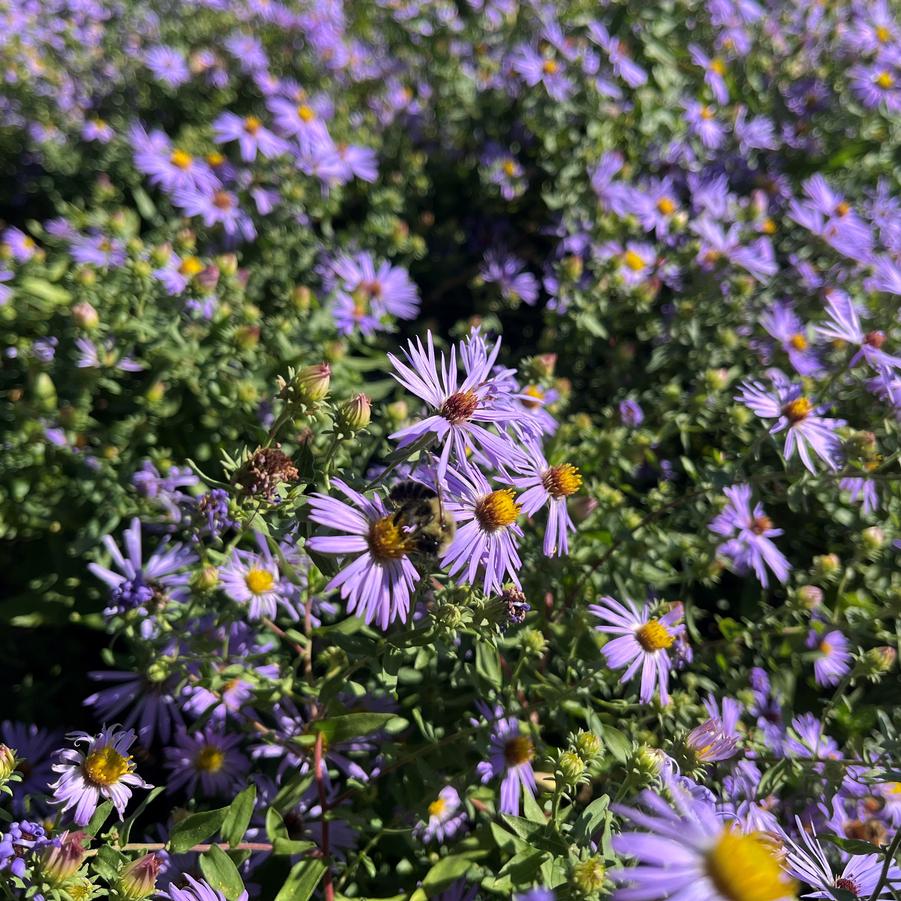 Aster obl. 'Raydon's Favorite' - Aromatic Aster from Babikow Wholesale Nursery