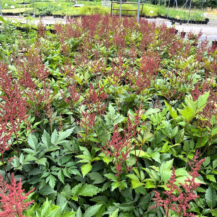 Astilbe jap. 'Red Sentinel' - False Spirea from Babikow