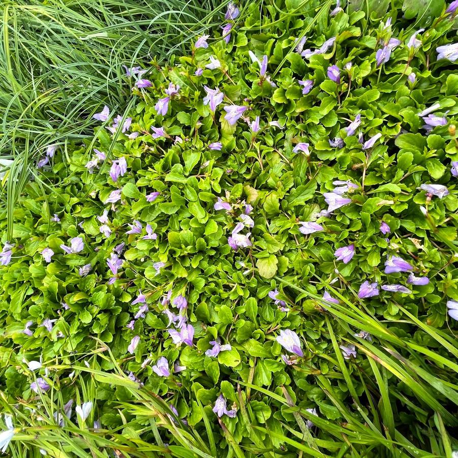 Mazus reptans - Creeping mazus from Babikow Wholesale Nursery