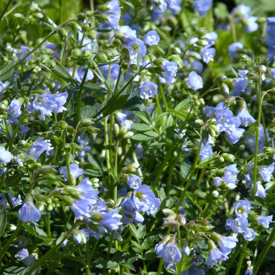 Polemonium reptans - Jacob's Ladder from Babikow Wholesale Nursery