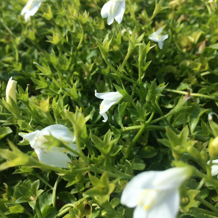 Mazus rep. 'Albus' - Creeping Mazus from Babikow Wholesale Nursery