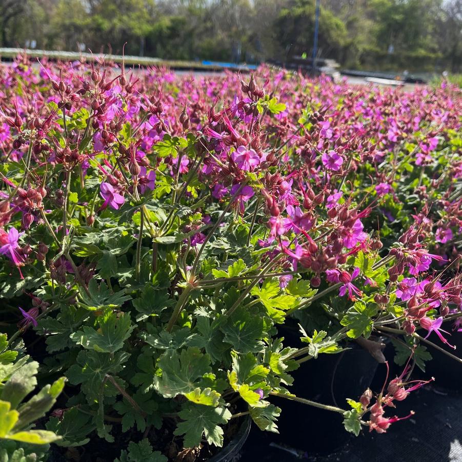 Geranium macr. 'Bevan's Variety' - Bigroot Geranium from Babikow Wholesale Nursery