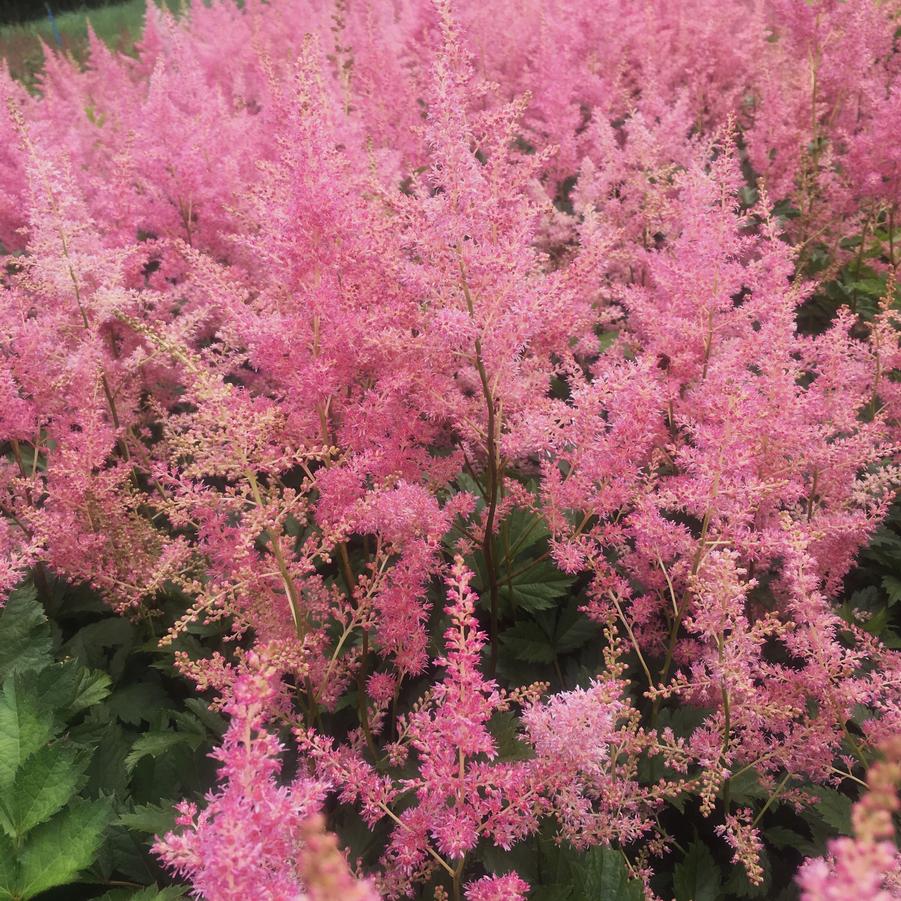 Astilbe jap. 'Rheinland' - False Spirea from Babikow Wholesale Nursery