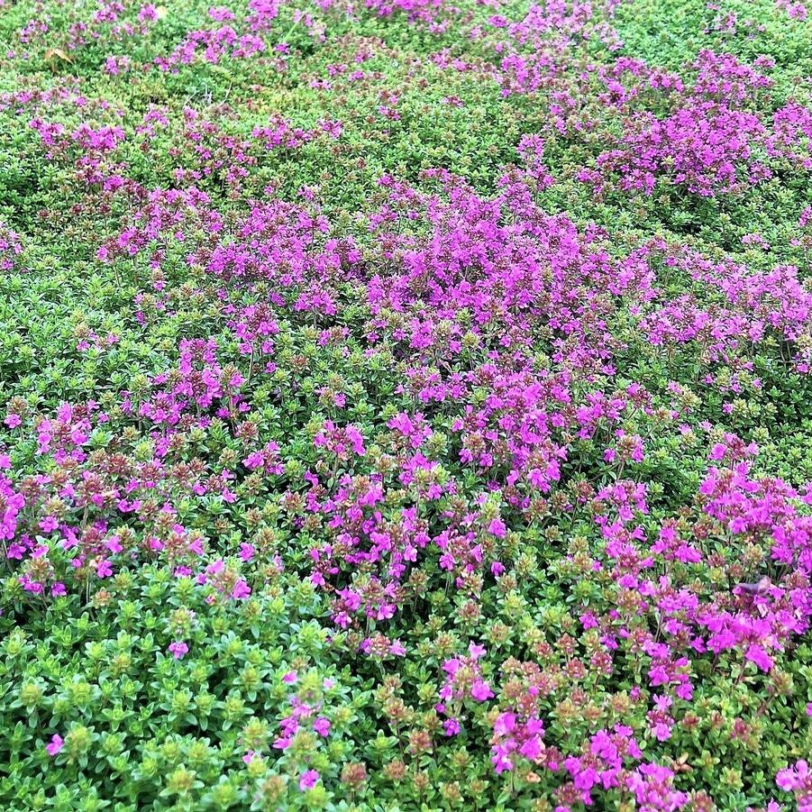 Thymus ser. 'Roseum' - Pink Creeping Thyme from Babikow Wholesale Nursery