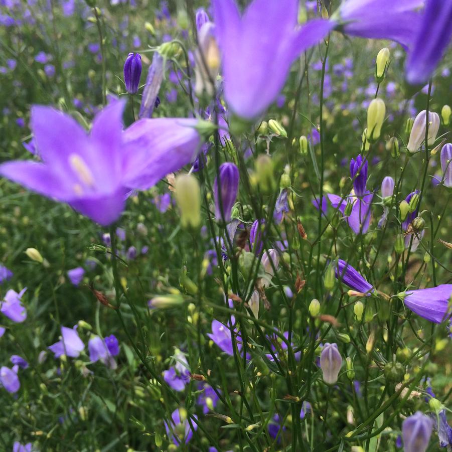 Campanula rotundifolia - Harebell from Babikow Wholesale Nursery