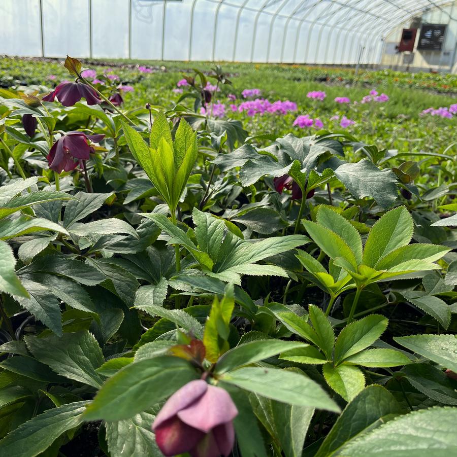 Helleborus hyb. 'Royal Heritage Strain' - Lenten Rose from Babikow Wholesale Nursery