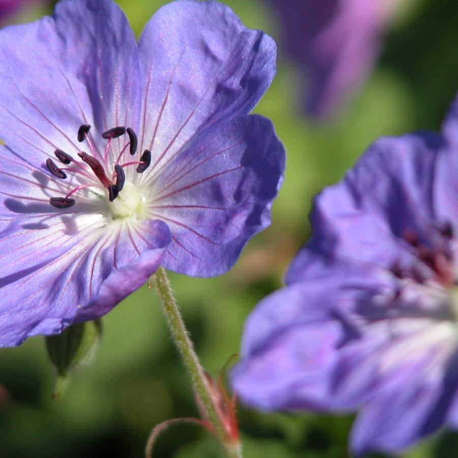 Geranium 'Rozanne' - Crane's Bill from Babikow Wholesale Nursery