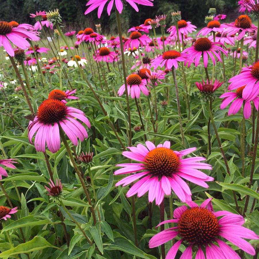 Echinacea 'Rubinstern (Ruby Star)' - Coneflower from Babikow Wholesale Nursery