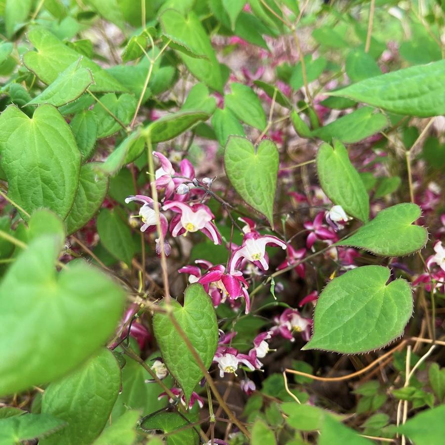 Epimedium rubrum - Barrenwort from Babikow Wholesale Nursery