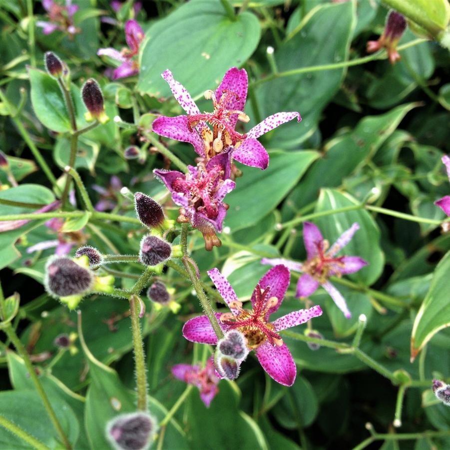 Tricyrtis hir. 'Samurai' - Toad Lily from Babikow Wholesale Nursery