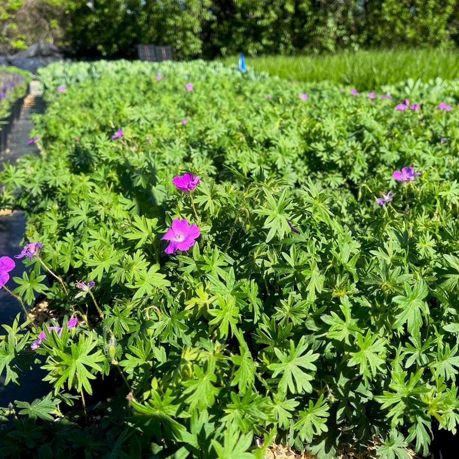 Geranium sanguineum - Bloody Crane's Bill from Babikow Wholesale Nursery