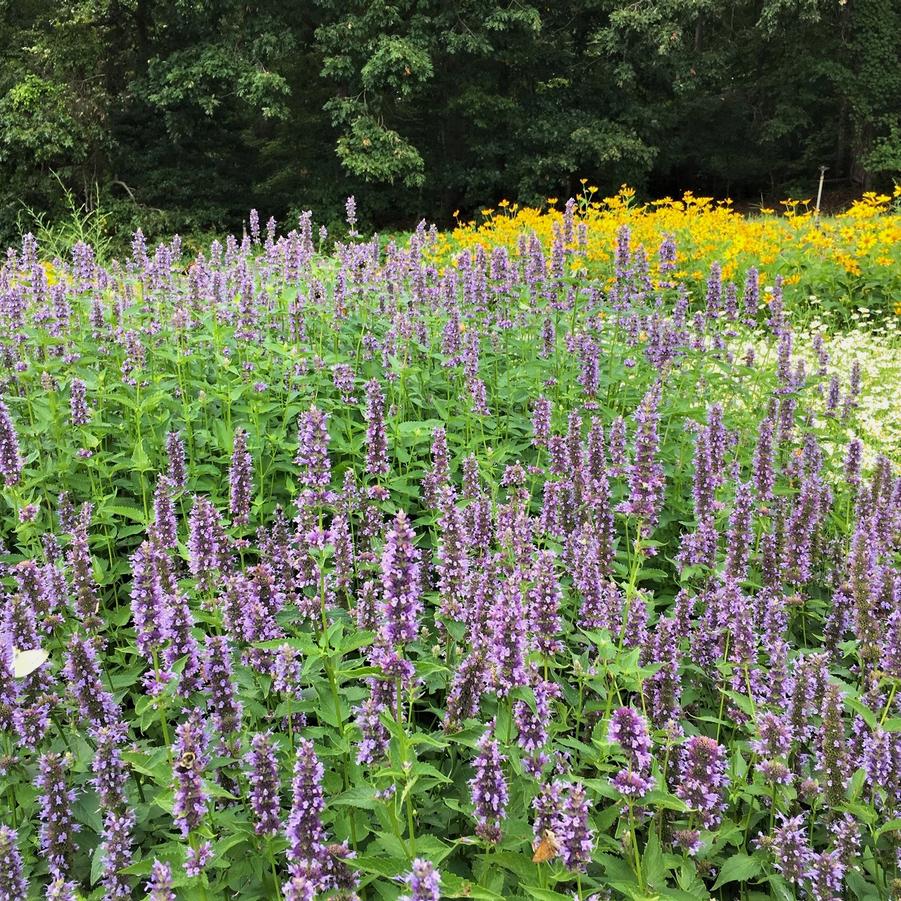 Agastache 'Black Adder' - Hyssop from Babikow Wholesale Nursery