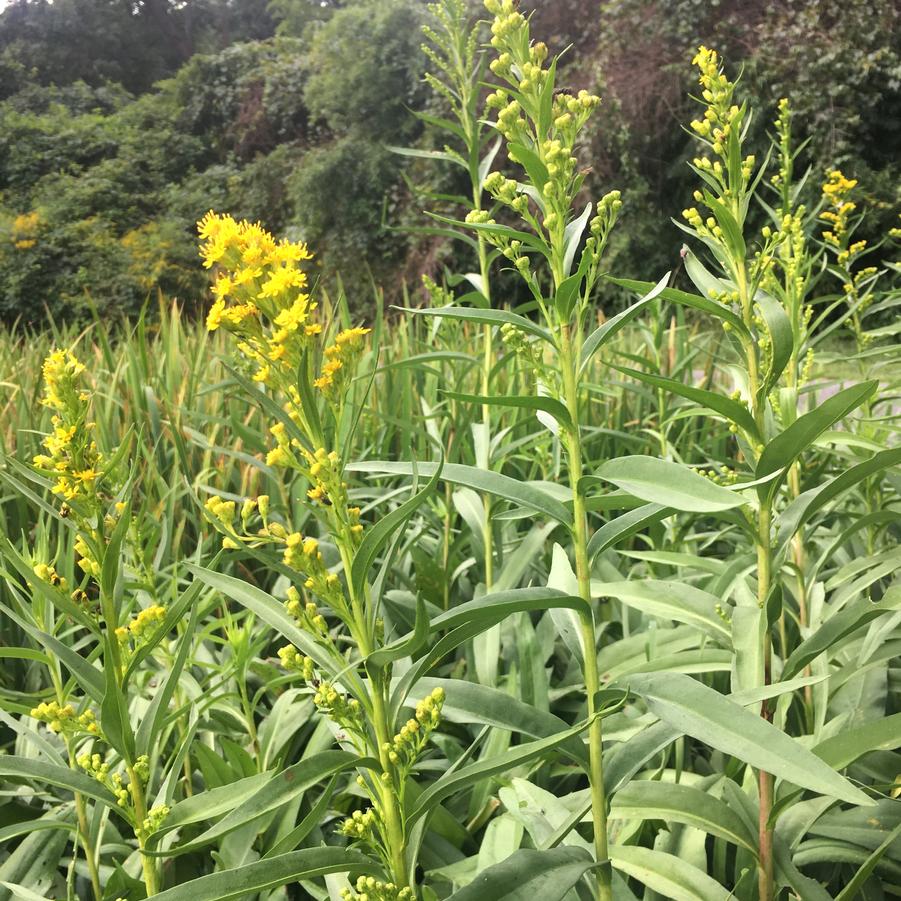 Solidago sempervirens - Seaside Goldenrod from Babikow Wholesale Nursery