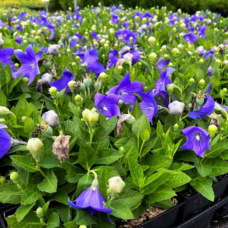 Platycodon 'Sentimental Blue' - Balloon Flower from Babikow Wholesale Nursery