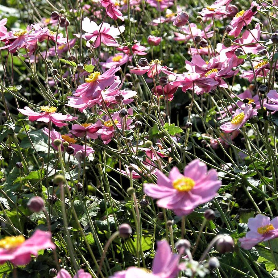 Anemone 'Serenade' - Windflower from Babikow Wholesale Nursery