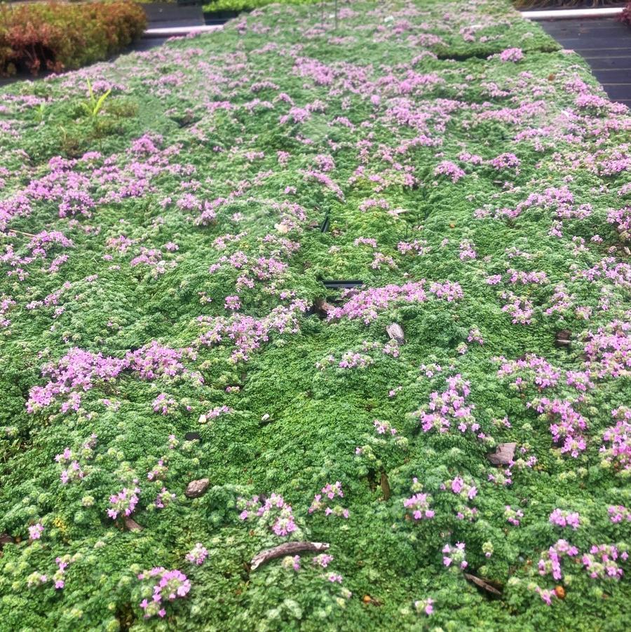 Thymus ser. 'Minus' - Creeping Thyme from Babikow Wholesale Nursery