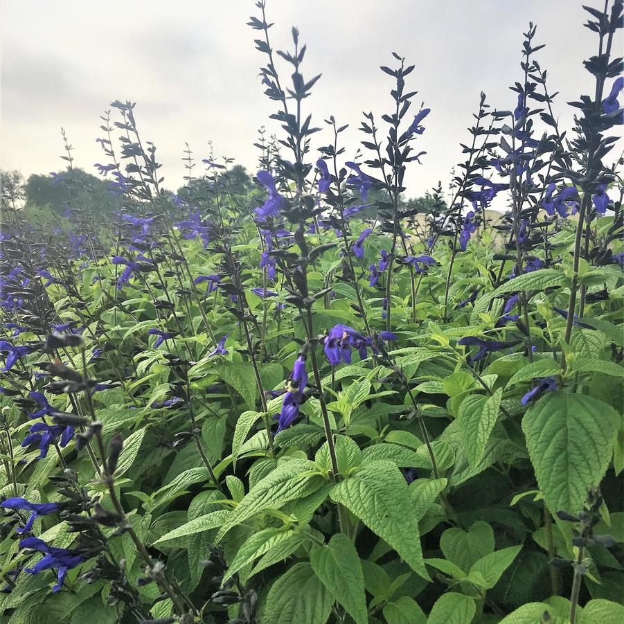 Salvia gua. 'Black and Blue' - Brazillian Blue Sage from Babikow Wholesale Nursery