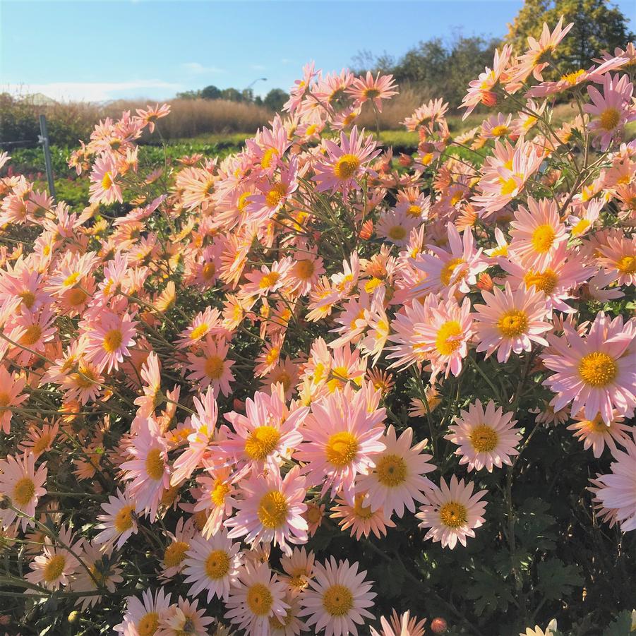 Dendranthema 'Sheffield Pink' - Chrysanthemum from Babikow Wholesale Nursery