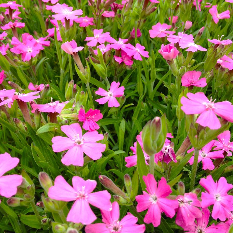 Silene car. 'Short & Sweet' - Fire Pink from Babikow Wholesale Nursery