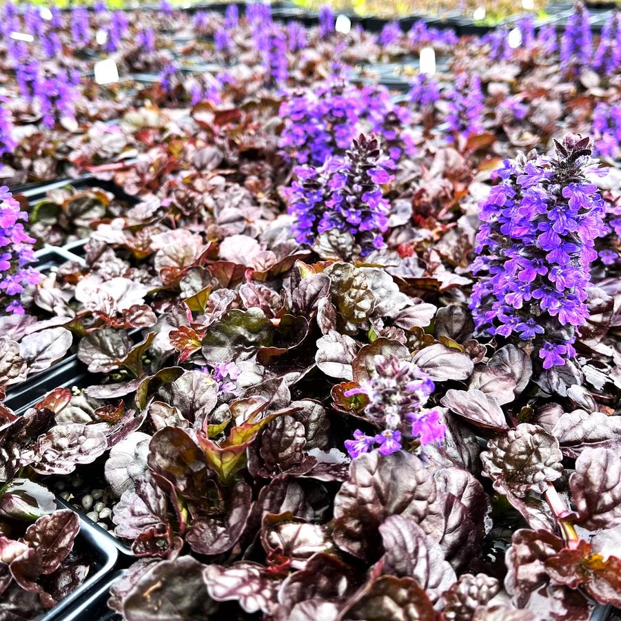 Ajuga 'Black Scallop' - Bugleweed from Babikow Wholesale Nursery