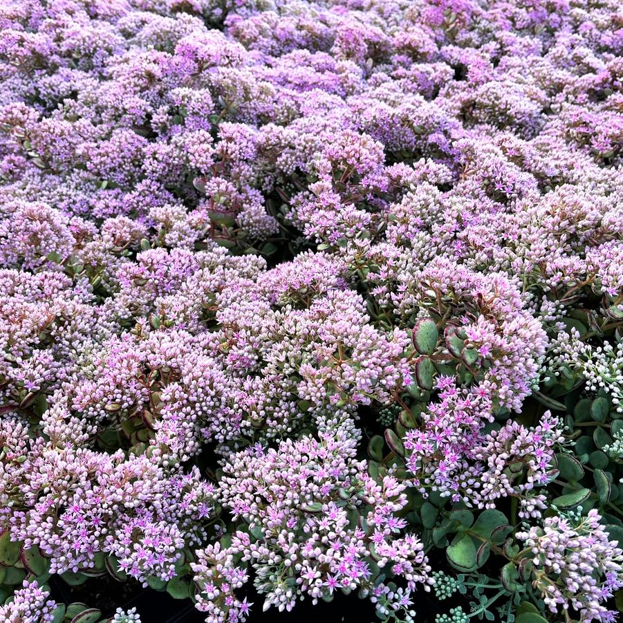 Sedum sieboldii - Stonecrop from Babikow Wholesale Nursery