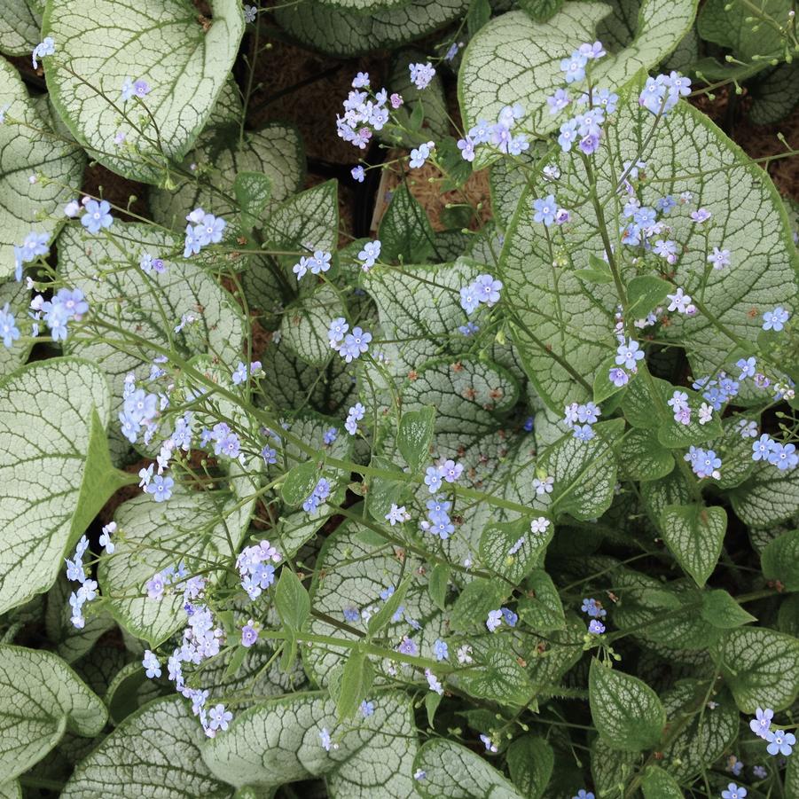 Brunnera 'Silver Heart' - Siberian Bugloss from Babikow Wholesale Nursery