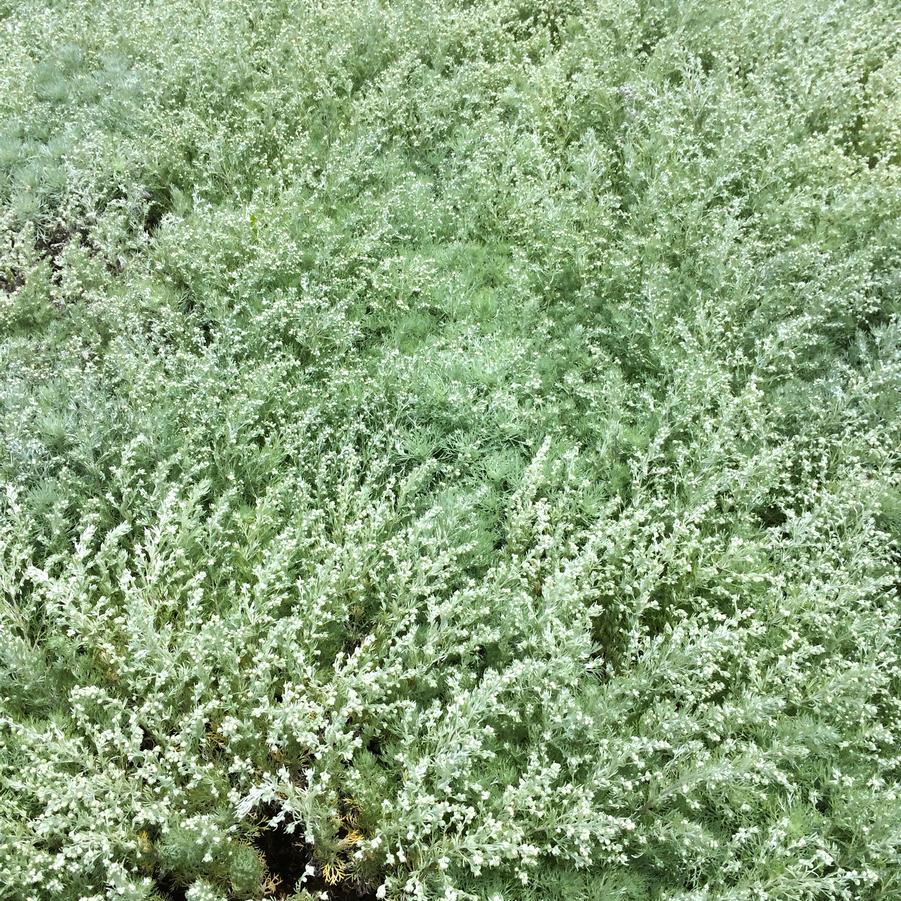 Artemisia 'Silver Mound' - Wormwood from Babikow Wholesale Nursery