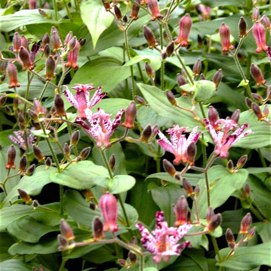 Tricyrtis hir. 'Sinonome' - Toad Lily from Babikow Wholesale Nursery