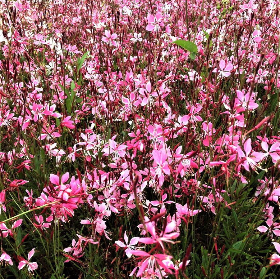 Gaura 'Siskiyou Pink' - Gaura from Babikow Wholesale Nursery