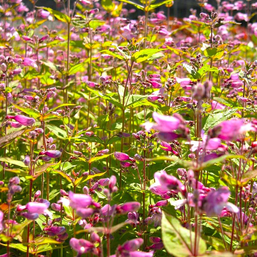 Penstemon smallii - Beard Tongue from Babikow Wholesale Nursery