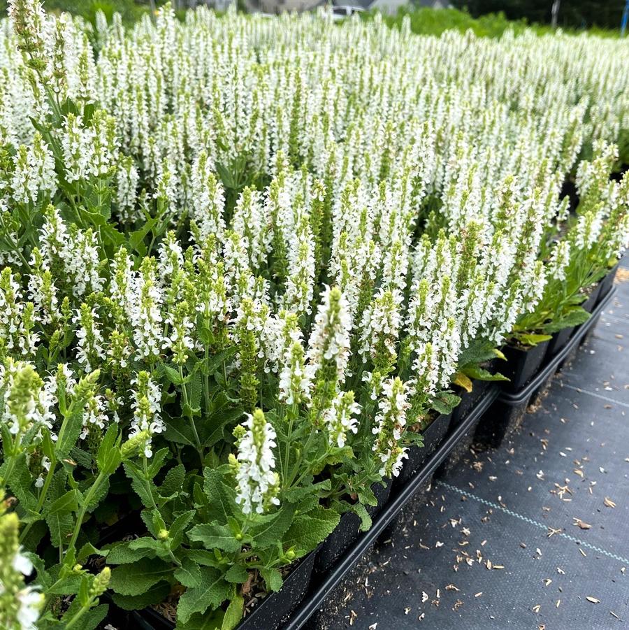 Salvia nem. 'Snow Hill' - Meadow Sage from Babikow Wholesale Nursery