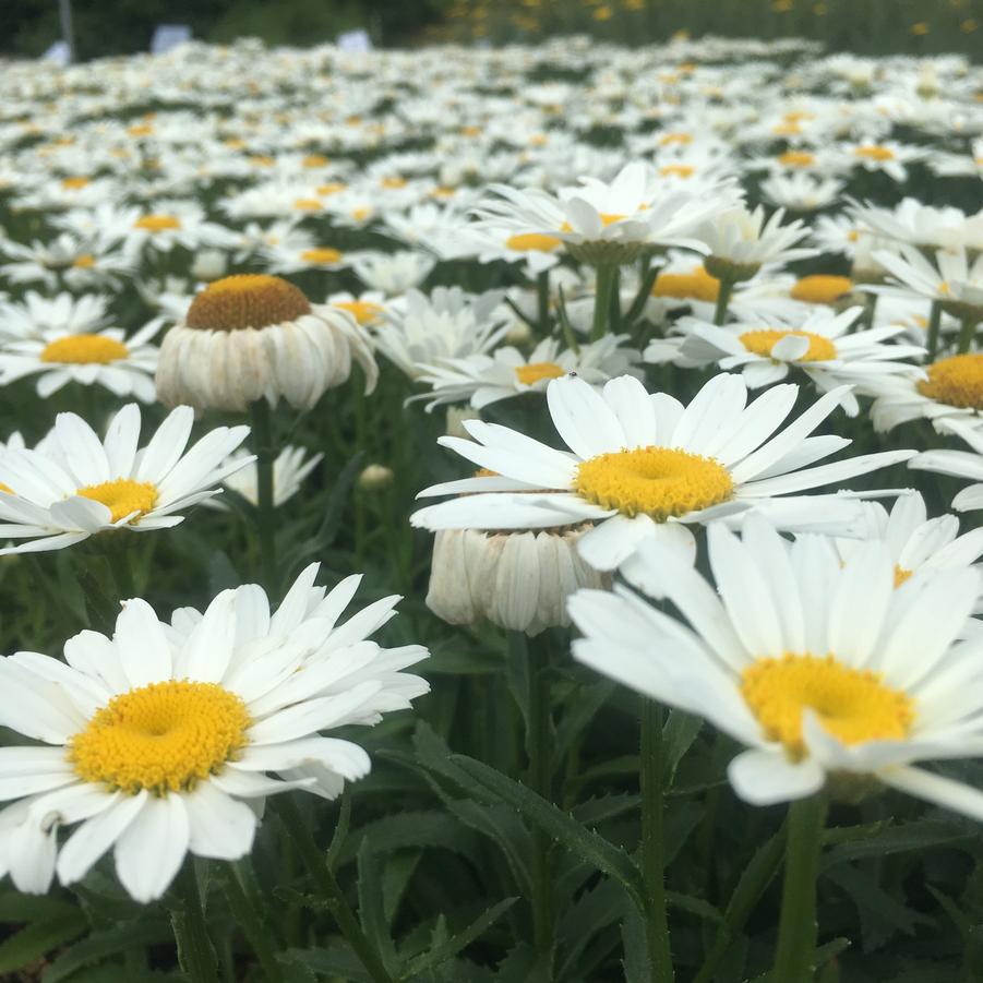 Leucanthemum sup. 'Snowcap' - Shasta Daisy from Babikow Wholesale Nursery