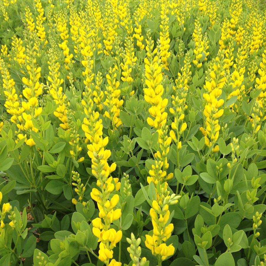 Baptisia sphaerocarpa - Yellow Wild Indigo from Babikow Wholesale Nursery