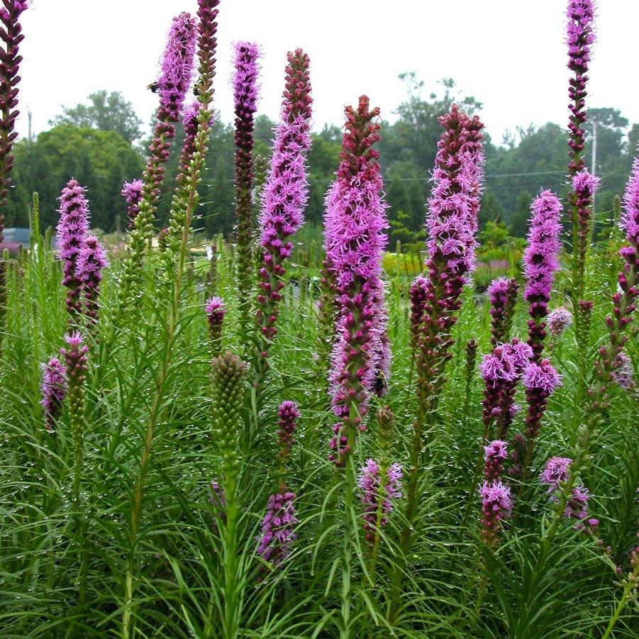 Liatris spicata - Gayfeather from Babikow Wholesale Nursery