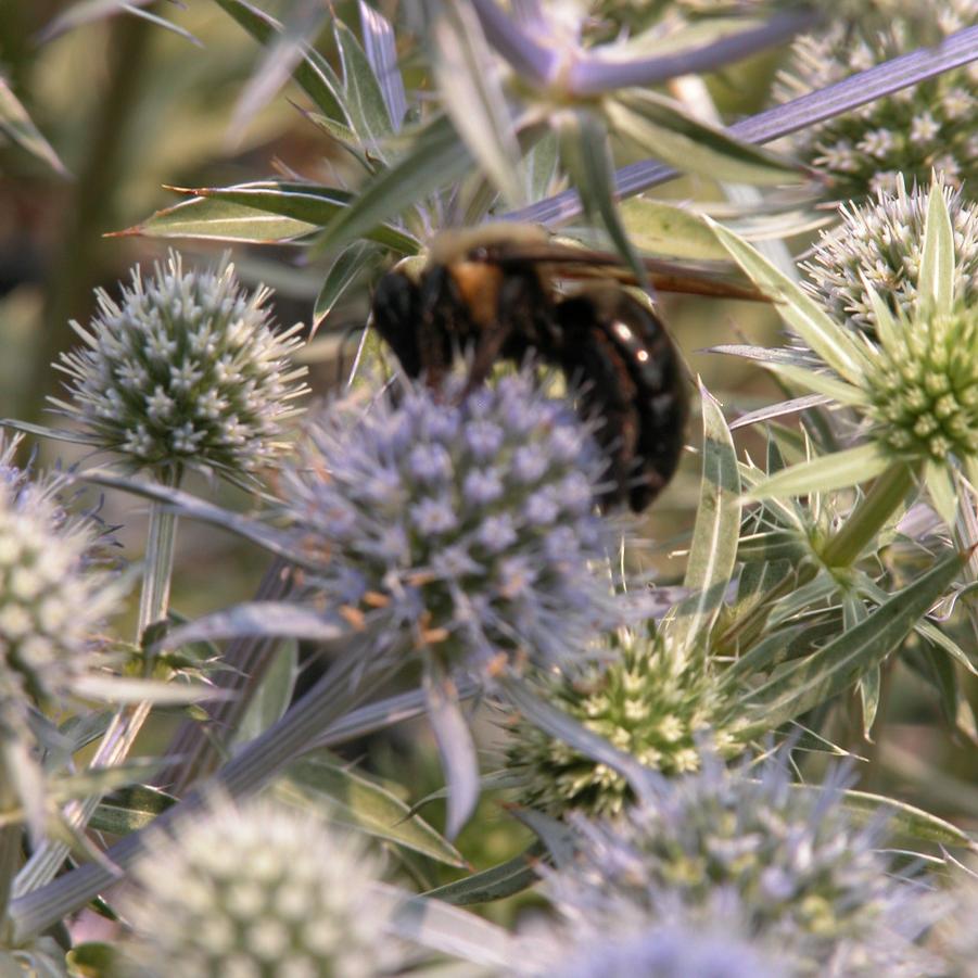 Eryngium 'Blue Cap' - Sea Holly from Babikow Wholesale Nursery