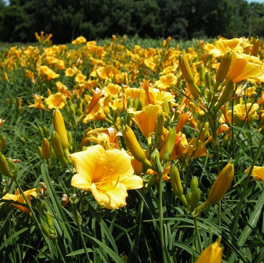 Hemerocallis 'Stella de Oro' - Daylily from Babikow Wholesale Nursery