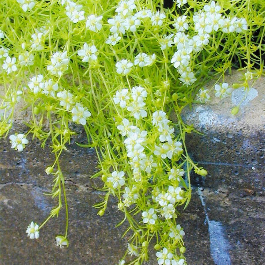 Sagina sub. 'Aurea' - Pearlwort from Babikow Wholesale Nursery