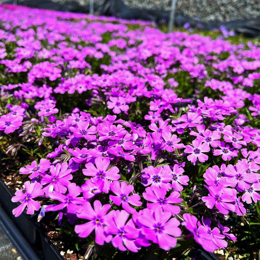Phlox sub. 'Purple Beauty' - Moss Phlox from Babikow