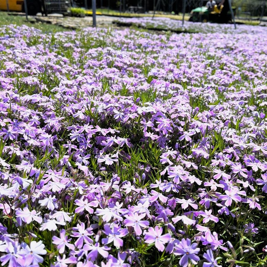 Phlox sub. 'Emerald Blue' - Moss Phlox from Babikow Wholesale Nursery