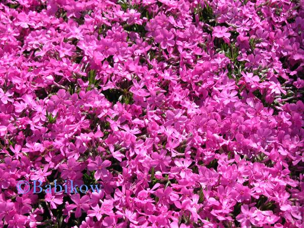 Phlox sub. 'Emerald Pink' - Moss Phlox from Babikow Wholesale Nursery