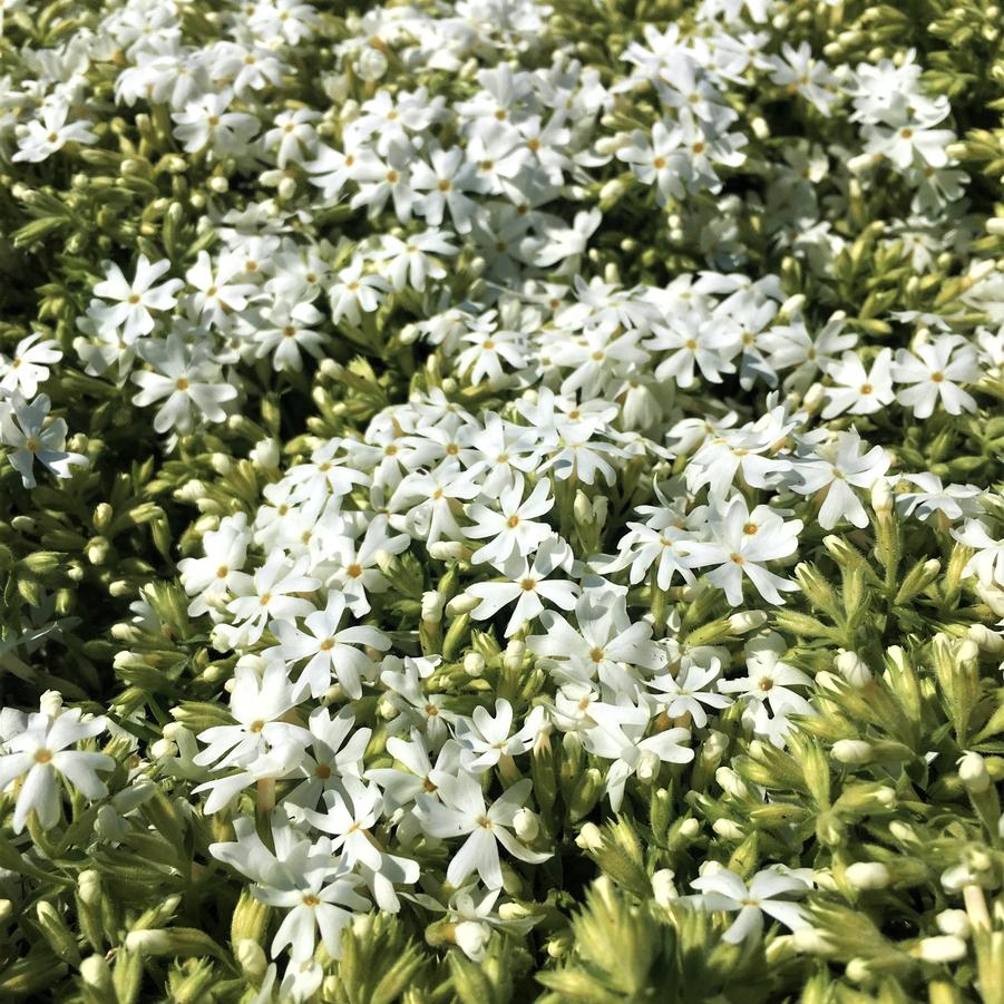 Phlox sub. 'Snowflake' - Moss Phlox from Babikow Wholesale Nursery